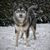 Hund,Schnee,Wirbeltier,Hunderasse,Fleischfresser,Wolf,Schnauze,Sportliche Gruppe,Schlittenhund,Canis,