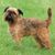Kutya, emlős, gerinces, kutyafajta, Canidae, ragadozó, Griffon Bruxellois, társas kutya, sportkutyák csoportja, terrier, barna belga törpe griffon áll a réten.