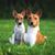 Basenji kutya barna fehér és kölyökkutya barna fehér, kutya nagy álló fülekkel ül zöld réten