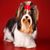 Biewer Yorkshire Terrier kiállításra előkészített, hálós szőrű kutya, hosszú szőrű kutya, amely rendszeres ápolást és nyírást igényel, barna fehér fekete szőrű kutya, háromszínű kutya, kis kutyafajta, energikus kutyák, allergiásoknak való kutyafajta, időseknek való kutya