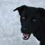 Border Collie Labrador Retriever keverék, keverék fajta, keverék kutya, keverék kutya, hibrid keverék, border rennet keverék, labrador keverék, fekete keverék kutya, fekete keverék kutya