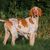 Photo of an italian pointer dog, mutató kutya, vadászkutya Olaszországból, olasz kutyafajta vadászatra, vörös fehér kutyafajta hosszú lógó fülekkel