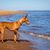 Kutya, emlős, gerinces, Canidae, kutyafajta, ragadozó, agár, barna Cirneco dell' Etna játszik a tengerparton a tengerrel