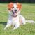 kis fehér kutya barna foltokkal és billenő fülekkel fekszik egy zöld réten, kutya fekszik körül, piros nyakörv a kutyán, kutya hasonló Kooiker, Kromfohrland kutya, Kromfohrländer, Krom kutya, Krom Dog
