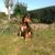 Hund,Himmel,Pflanze,Hunderasse,Fleischfresser,Rehkitz,Baum,Alter Deutscher Schäferhund,Gras,Sportliche Gruppe,
