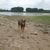 Wolke, Wasser, Himmel, Hund, Wasserressourcen, Baum, Arbeitstier, Pflanze, Fleischfresser, Rehkitz,