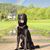 Pflanze, Regenbogen, Himmel, Hund, Fleischfresser, Baum, Hunderasse, Halsband, Kitz, Begleithund,
