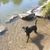 Wasser,Hund,Pflanze,Fleischfresser,Halsband,Hunderasse,See,Bank,Arbeitstier,Leine,