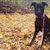 Hund,Pflanze,Hunderasse,Halsband,Arbeitstier,Fleischfresser,Tierbedarf,Kitz,Hundehalsband,Hundebedarf,