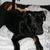 Hund,Auge,Hunderasse,Fleischfresser,Arbeitstier,Begleithund,Kitz,Schnauze,Schnurrhaare,Sportliche Gruppe,