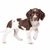 Drentsche Partridge Dog, holland kutyafajta, barna fehér kutya lógó fülekkel, spánielhez hasonló kutya, családi kutya és vadászkutya csirkékre.