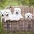 négy fehér juhászkutya kölyök, akiknek még nincs szúrós fülük, kutya, aki lógó fülekkel születik, majd szúrós fülekkel, fehér nagy kutya, svájci kutyafajta kölykei