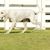 Porcelaine kutya Franciaországból, nagy vadászkutya, kutya nagyon hosszú lógó fülű, Chien de Franche-Comté, fehér kutya fajta nagy