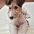 Kutya, emlős, gerinces, kutyafajta, Canidae, húsevő, társas kutya, drótszőrű foxterrier, kölyökkutya, foxterrier kölyökkutya