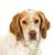 Francia spániel, Epagneul Français, nagytestű kutya Franciaországból, vadászkutya, vadászkutya fajta, piros-fehér kutya pontokkal, spániel vagy pointer francia vadászok számára, fahéj színű kutya hullámos szőrzettel, hosszú szőrzettel