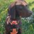 Hund,Pflanze,Blume,Fleischfresser,Halsband,Hunderasse,Hundezubehör,Leber,Arbeitstier,Kitz,