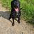 Hund,Pflanze,Fleischfresser,Hunderasse,Jagdhund,Begleithund,Gras,Arbeitstier,Hundehalsband,Halsband,