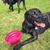Hund,Fleischfresser,Halsband,Gras,Hunderasse,Begleithund,Hundehalsband,Schnauze,Arbeitstier,Schwanz,