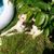 Hund,Pflanze,Fleischfresser,Gras,Begleithund,Hunderasse,Arbeitstier,Schnauze,Schwanz,Sportliche Gruppe,