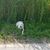 Hund,Pflanze,Fleischfresser,Hunderasse,Kitz,Gras,Begleithund,Arbeitstier,Schwanz,Grasland,