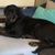 Hund,Arbeitstier,Hunderasse,Komfort,Fleischfresser,Kitz,Begleithund,Leber,Schnauze,Couch,