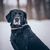 Hund,Schnee,Fleischfresser,Halsband,Hunderasse,Begleithund,Hundehalsband,Arbeitstier,Winter,Schnurrhaare,