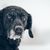 Hund,Hunderasse,Fleischfresser,Arbeitstier,Schnurrhaare,Begleithund,Schnee,Jagdhund,Schnauze,Retriever,