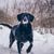 Hund,Schnee,Fleischfresser,Hunderasse,Rehkitz,Gefrieren,Begleithund,Hundehalsband,Winter,Arbeitstier,