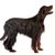 nagy kutyafajta, amely hosszú szőrzetű, fekete és barna Gordon Setter kutya kifejlett, fekete és barna Gordon Setter kutya.