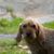 Griffon Fauve de Bretagne kutyafajta, francia kutyafajta, franciaországi kutya, durva szőrzet, drótszőrű, vadászkutya, családi kutya, vörös kutya fiatal kutya