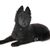 Groenendael kiskutya, fekete belga juhász kiskutya