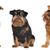 kutya, emlős, gerinces, kutyafajta, kutyafélék, ragadozó, társas kutya, szájkosár, három belga griffon ül fehér háttér előtt