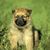 róka kölyök Harz, Harzerfuchs, kiskutya egy kis barna kutya egy sötét pofa hasonló egy belga juhászkutya, kutya, mint egy kölyök még mindig nem szúrós fülek, bár a fajta kap szúrós fülekkel
