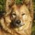 Harzer róka álló füllel néz a kamerába a napsütésben portréban, barna kutya középhosszú szőrrel, rókához hasonló kutya