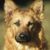 vörös kutyafajta álló fülekkel, hosszú szőrrel és sötét pofával, a belga juhászkutyához hasonló kutya hosszú szőrrel, a Harzer Fuchs az FCI által nem elismert fajta, a rókához hasonló kutya.