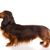 Kutya, gerinces, kutyafajta, Canidae, emlős, Irish Setterhez hasonló fajta, húsevő, mezei spániel, cocker spánielhez hasonló kutya, sportoló csoport,hosszúszőrű tacskó vörös barna, nagyon kicsi kutya, kolbászkutya, hot dog kutya