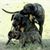 szürke szőrzet a Bardino kutyánál, a két Majorero Canario játszik egy francia bulldoggal, szürke szőrzet a francia bulldognál, a francia kutyának fekete szürke szőrzete van.