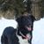 Hund,Schnee,Fleischfresser,Gefrieren,Hundehalsband,Hunderasse,Begleithund,Mcnab,Winter,Halsband,