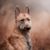 Laekenois, portré, kutyafajta Belgiumból, belga juhászkutya, drótszőrű kutya, durva szőrű juhászkutya, nagy kutyafajta, tüskés fülű kutya