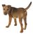 Lakeland Terrier