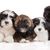 Lhasa Apso kölykök barna, fekete és fehér színben, kis kezdő kutya hosszú szőrrel, Shih Tzu-hoz hasonló kutya.