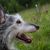 Lurcher kutya a cigányok kutyája Írországból, ír kutyafajta, nagy kutyafajta, agár, keverék fajta, agár keverék durva szőrzettel, szürke fehér kutya szúrós fülekkel és nagyon nagy, óriás kutyafajta, versenykutya, vadászkutya.