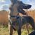 Himmel, Hund, Wolke, Pflanze, Hunderasse, Fleischfresser, Halsband, Arbeitstier, Kitz, Begleithund,