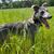Hund,Pflanze,Hunderasse,Halsband,Fleischfresser,Gras,Arbeitstier,Rehkitz,Grasland,Schnauze,