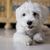 Kutya, Emlős, Gerinces, Kutyafajta, Canidae, Maltepoo vagy máltai, Kölyökkutya, Rágcsáló, Kis fehér máltai, Havanese-hez hasonló fajta, Göndör kutya