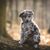Mudi kutya Magyarországról, Mudi kölyökkutyák, merle színű kutya