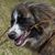 Owtscharka kutya rágja az ágat, kutya mutatja a fogait, barna fehér kutya hosszú szőrrel