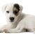 kutya, emlős, gerinces, kutyafajta, Canidae, kölyökkutya, társasági kutya, húsevő, Russell Terrier, Parson Russell Terrier kölyökkutya fehérben, egy barna fekete szemmel.