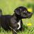 Patterdale Terrier kiskutya fekete, labradorhoz hasonló kutya