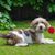 Basset Griffon Vendeen, Petit Basset Griffon Vendeen rózsával a szájban, trikolor kutyafajta Franciaországból, francia vadászkutya, vadászkutya, durva szőrű kutya, durva szőrű kutya, barna fehér kutyák, narancssárga kutyák.
